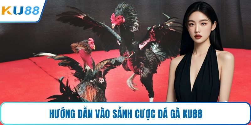 Hướng dẫn vào sảnh cược đá gà KU88