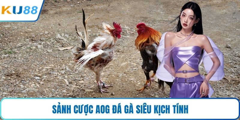 Sảnh cược AOG đá gà siêu kịch tính